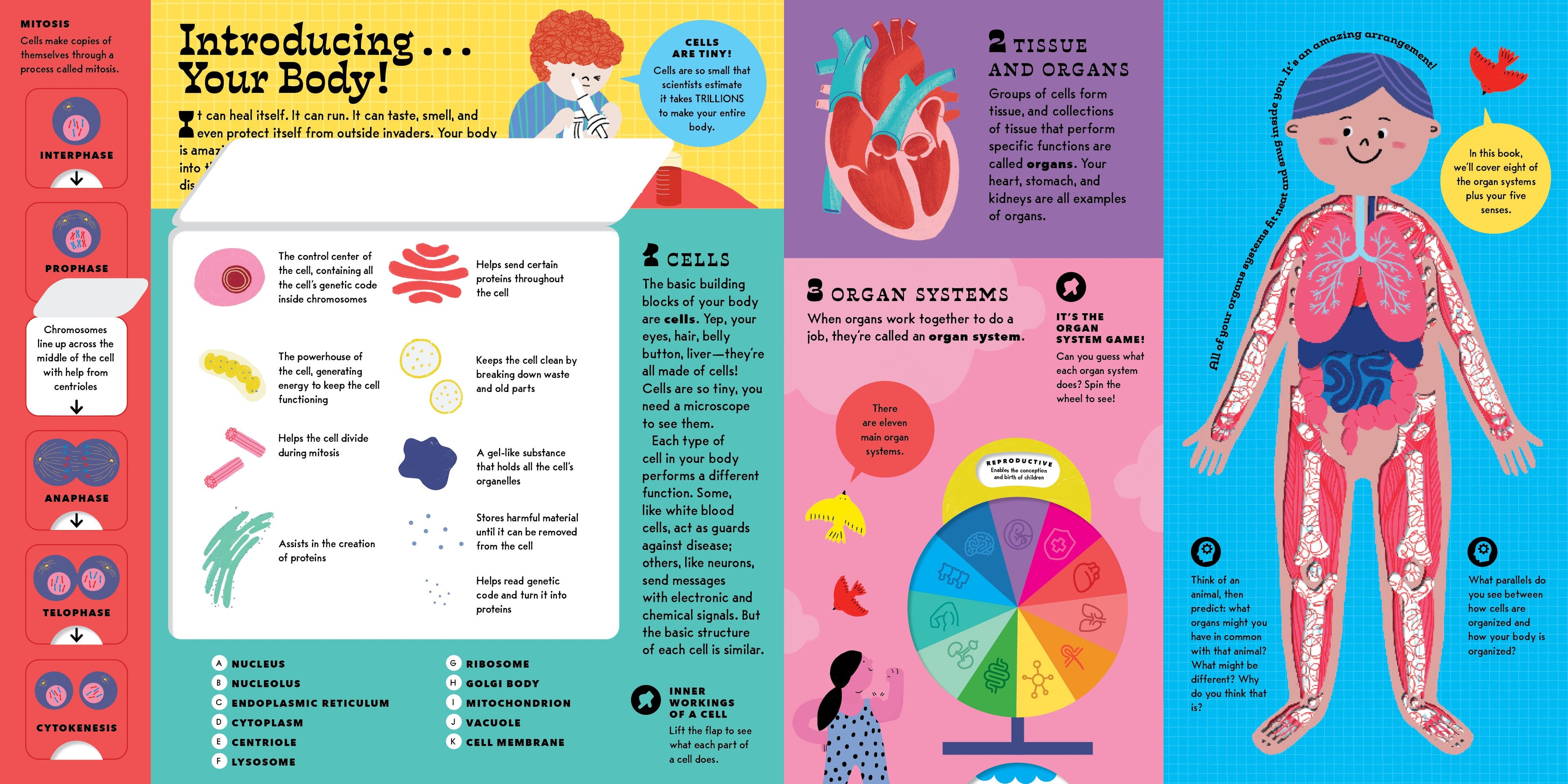 The Interactive Human Body