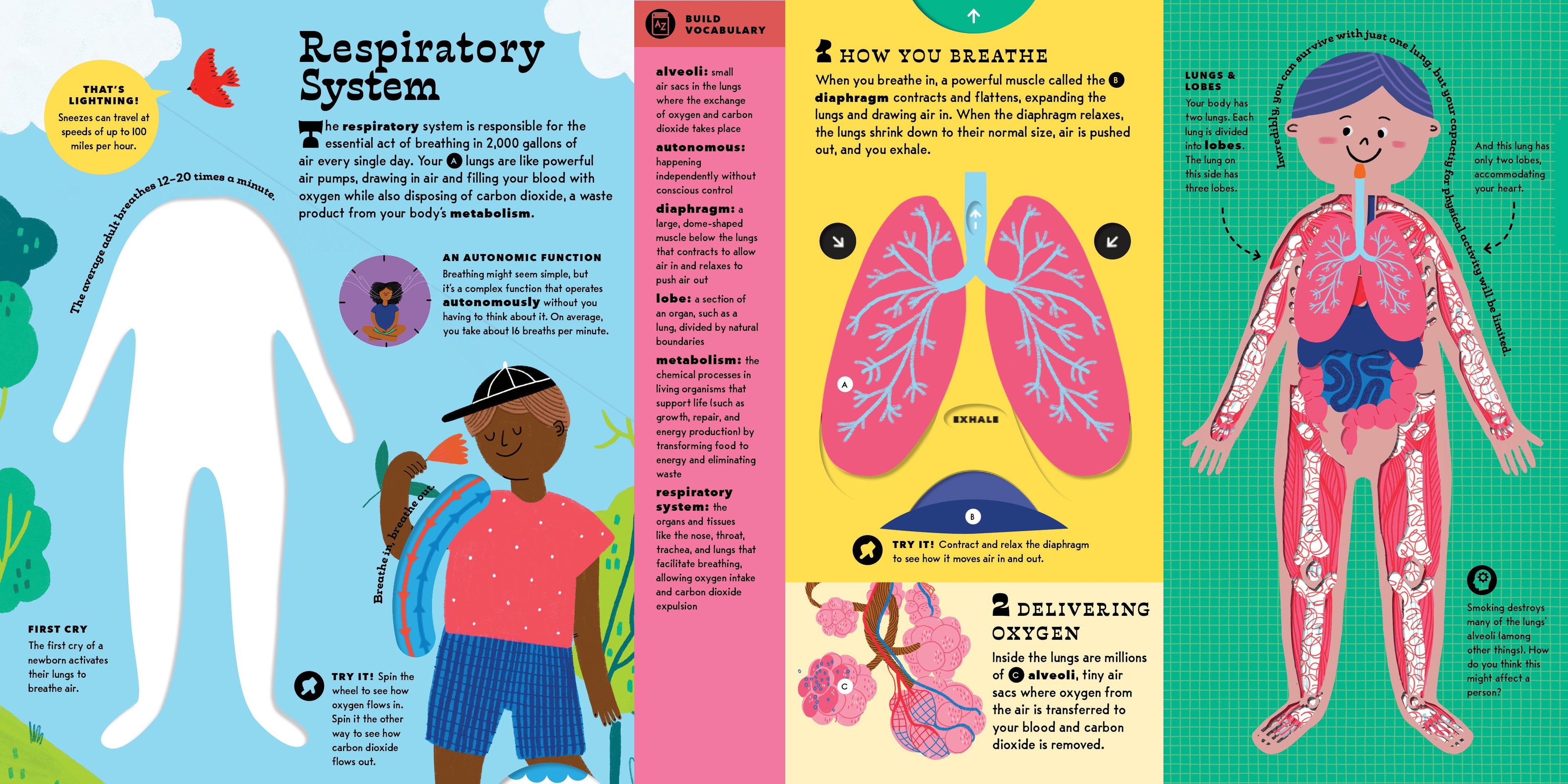 The Interactive Human Body