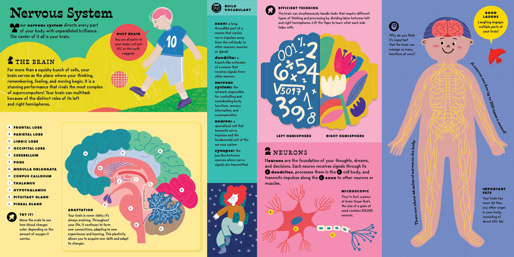 The Interactive Human Body