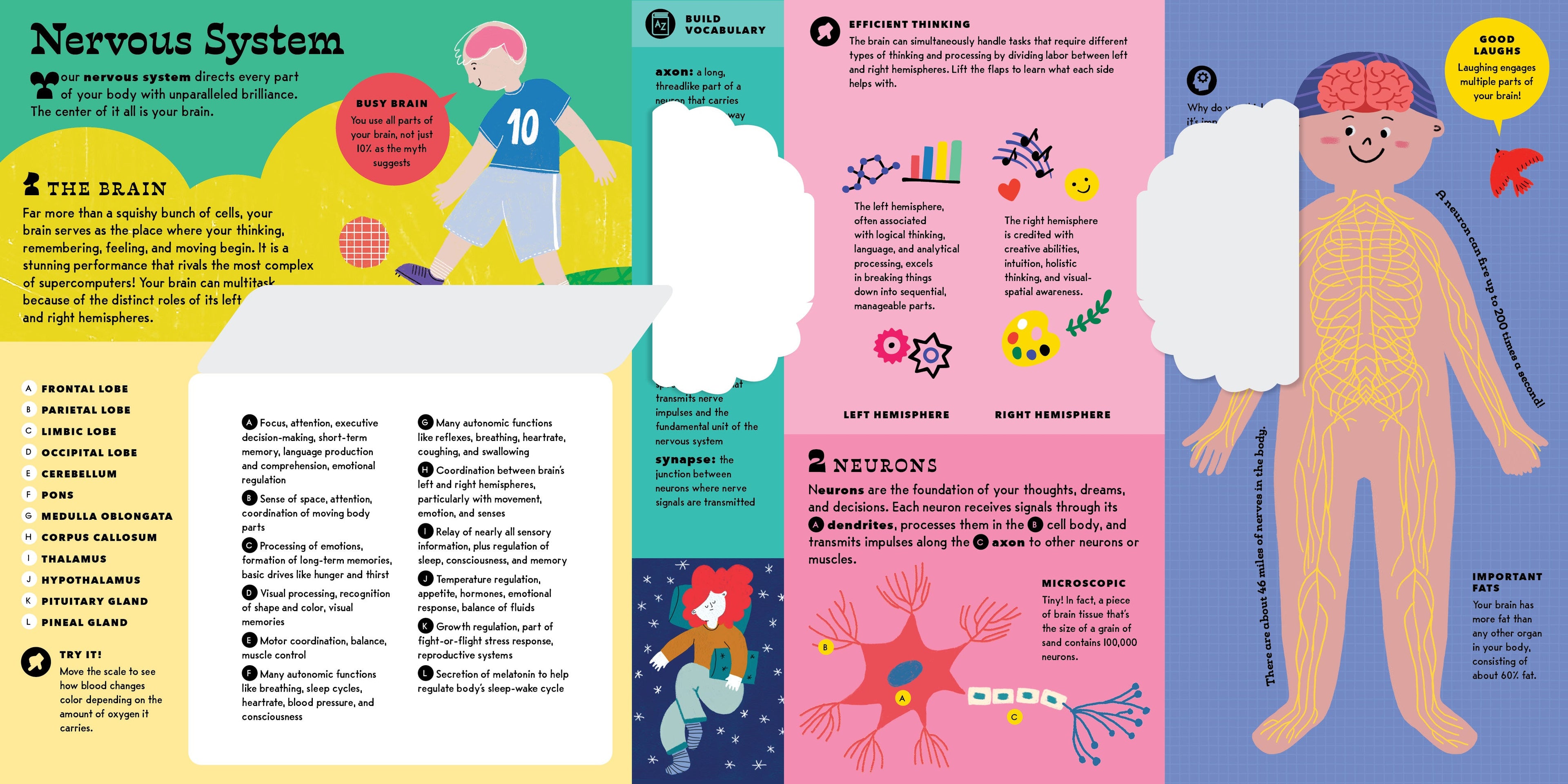 The Interactive Human Body